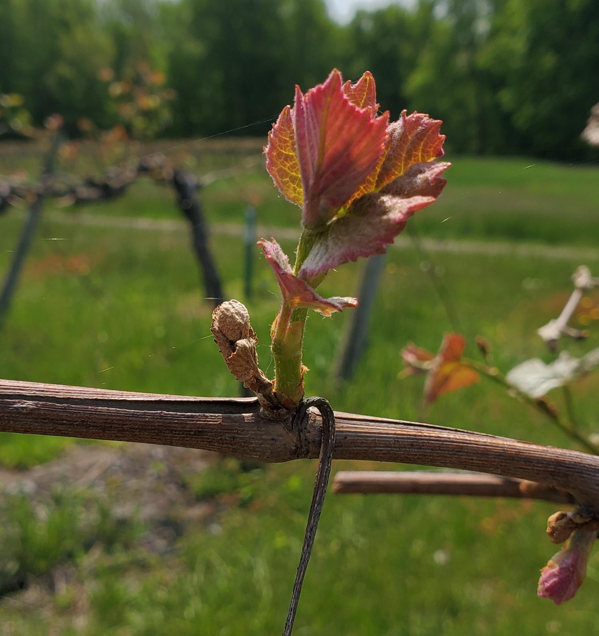 Freeze-damaged Concord grapes.